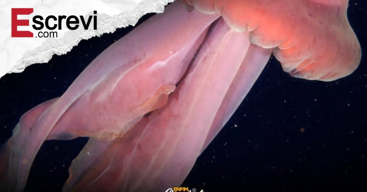 Fantasma das Profundezas: Água-viva Gigante Maior que um Ônibus Revela Recifes Secretos na Costa da Argentina imagem principal