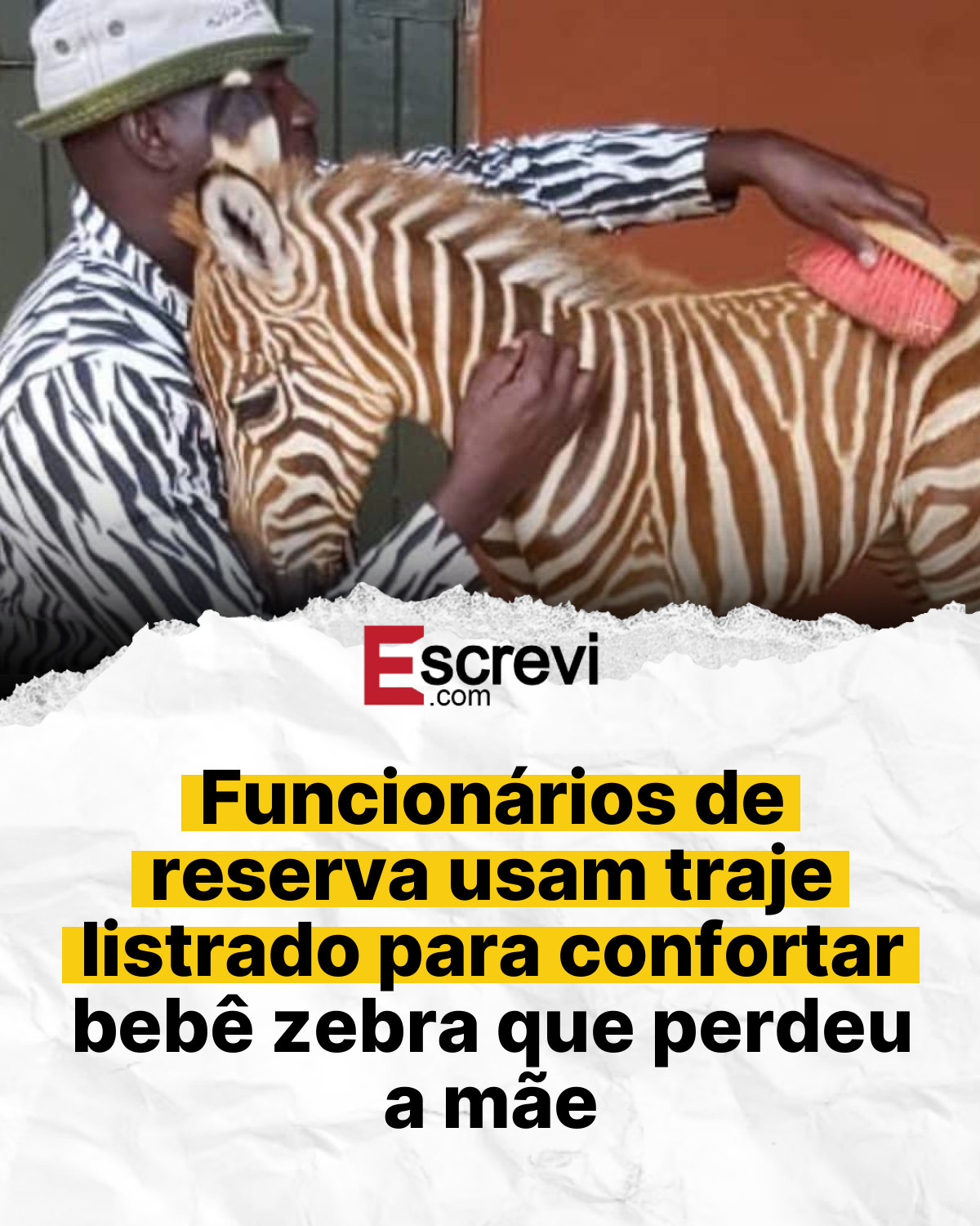 Funcionários de reserva usam traje listrado para confortar bebê zebra que perdeu a mãe card branco