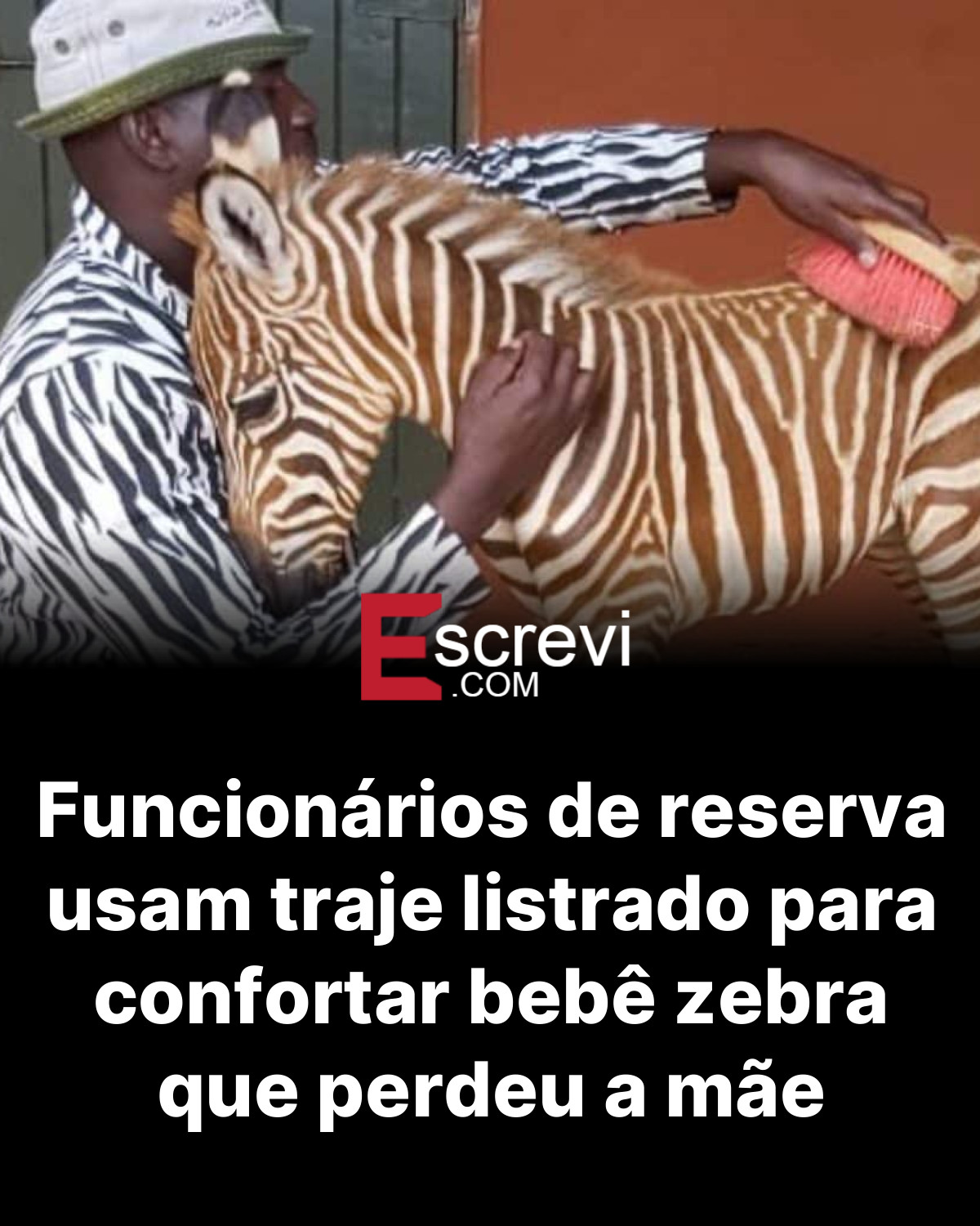 Funcionários de reserva usam traje listrado para confortar bebê zebra que perdeu a mãe card preto