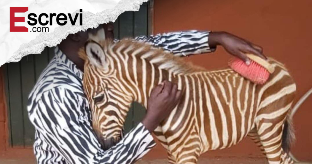 Funcionários de reserva usam traje listrado para confortar bebê zebra que perdeu a mãe imagem principal