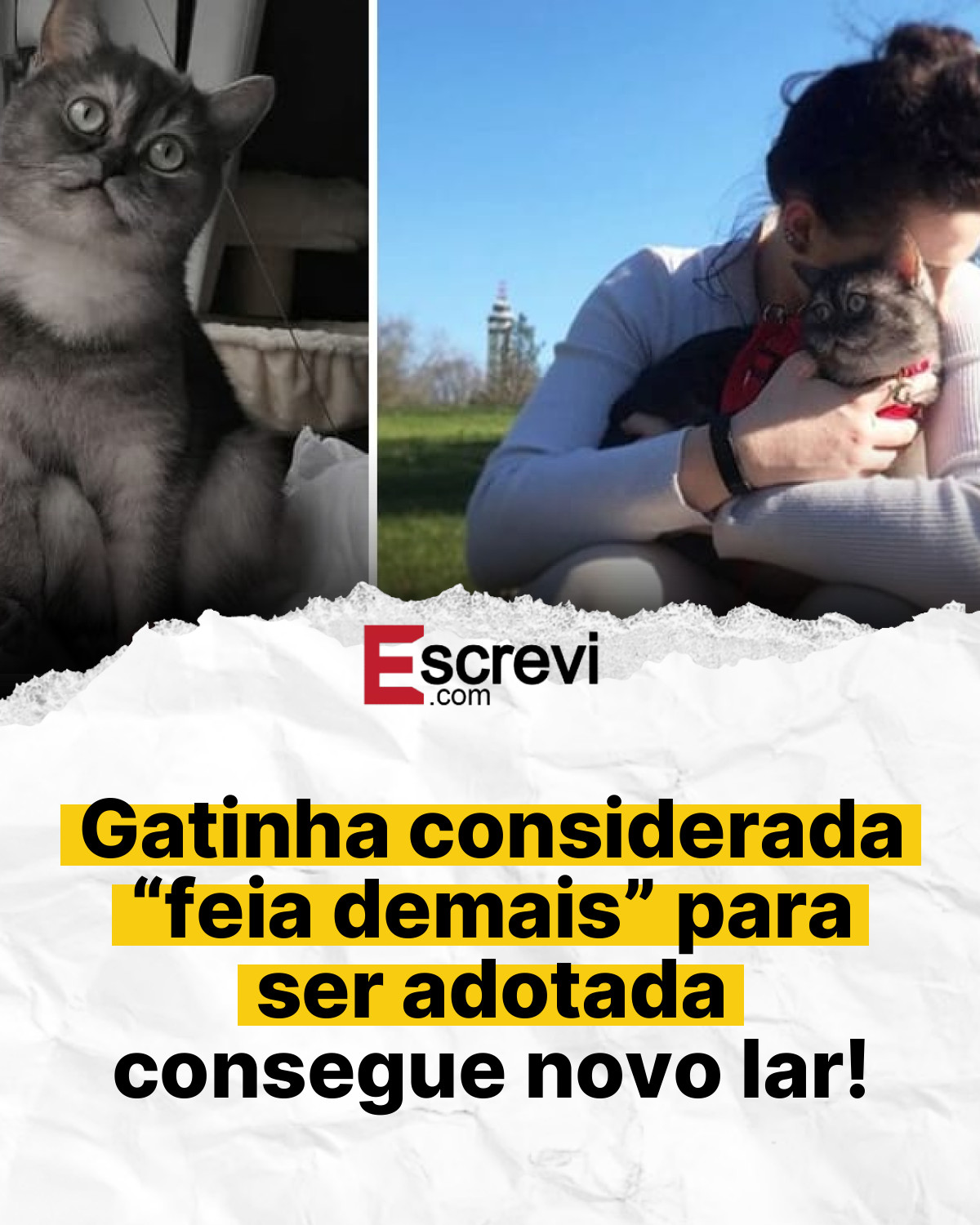 Gatinha considerada “feia demais” para ser adotada consegue novo lar! card branco
