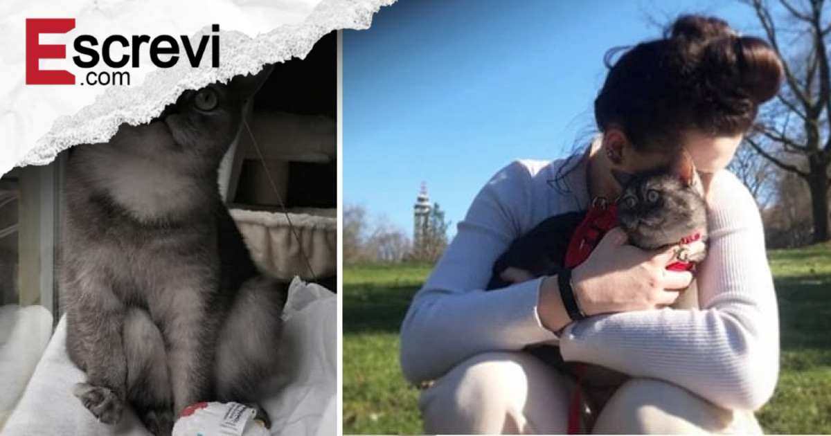 Gatinha considerada “feia demais” para ser adotada consegue novo lar! imagem principal