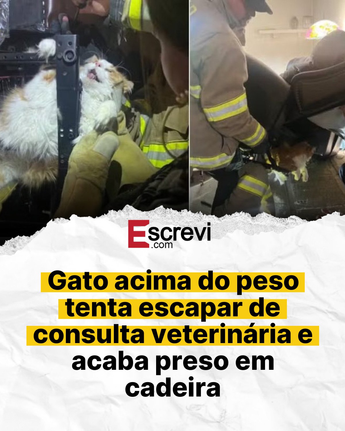Gato acima do peso tenta escapar de consulta veterinária e acaba preso em cadeira card branco