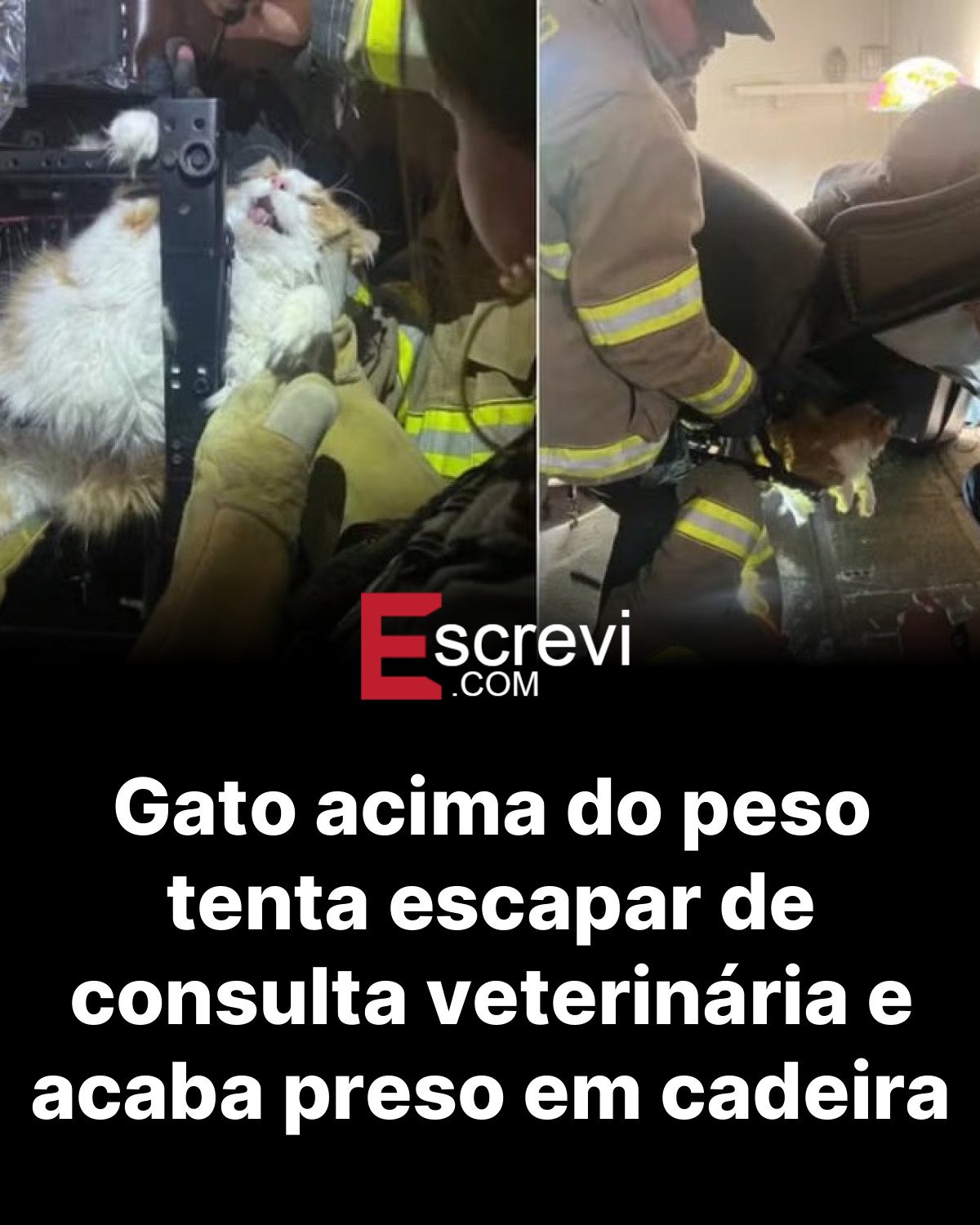 Gato acima do peso tenta escapar de consulta veterinária e acaba preso em cadeira card preto