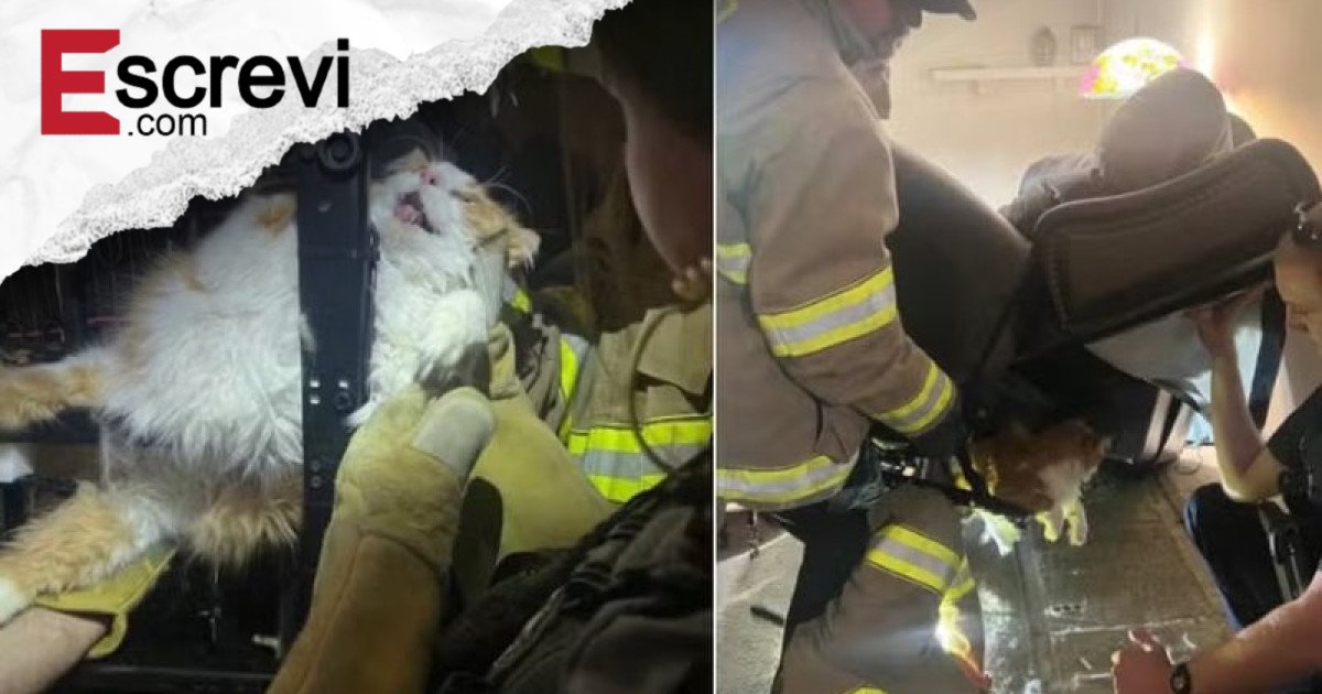 Gato acima do peso tenta escapar de consulta veterinária e acaba preso em cadeira imagem principal