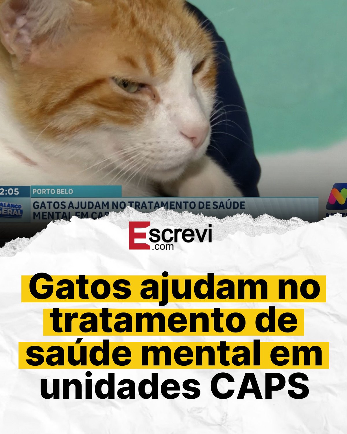Gatos ajudam no tratamento de saúde mental em unidades CAPS card branco