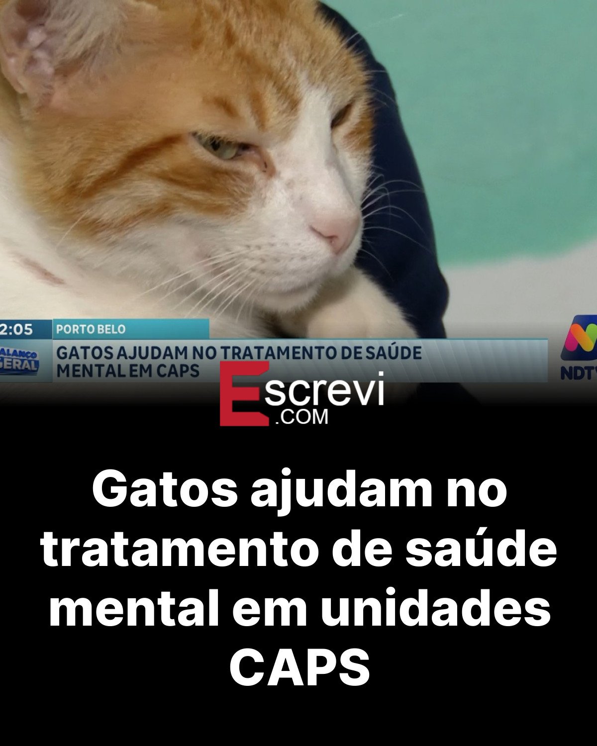 Gatos ajudam no tratamento de saúde mental em unidades CAPS card preto