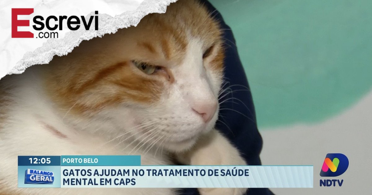 Gatos ajudam no tratamento de saúde mental em unidades CAPS imagem principal