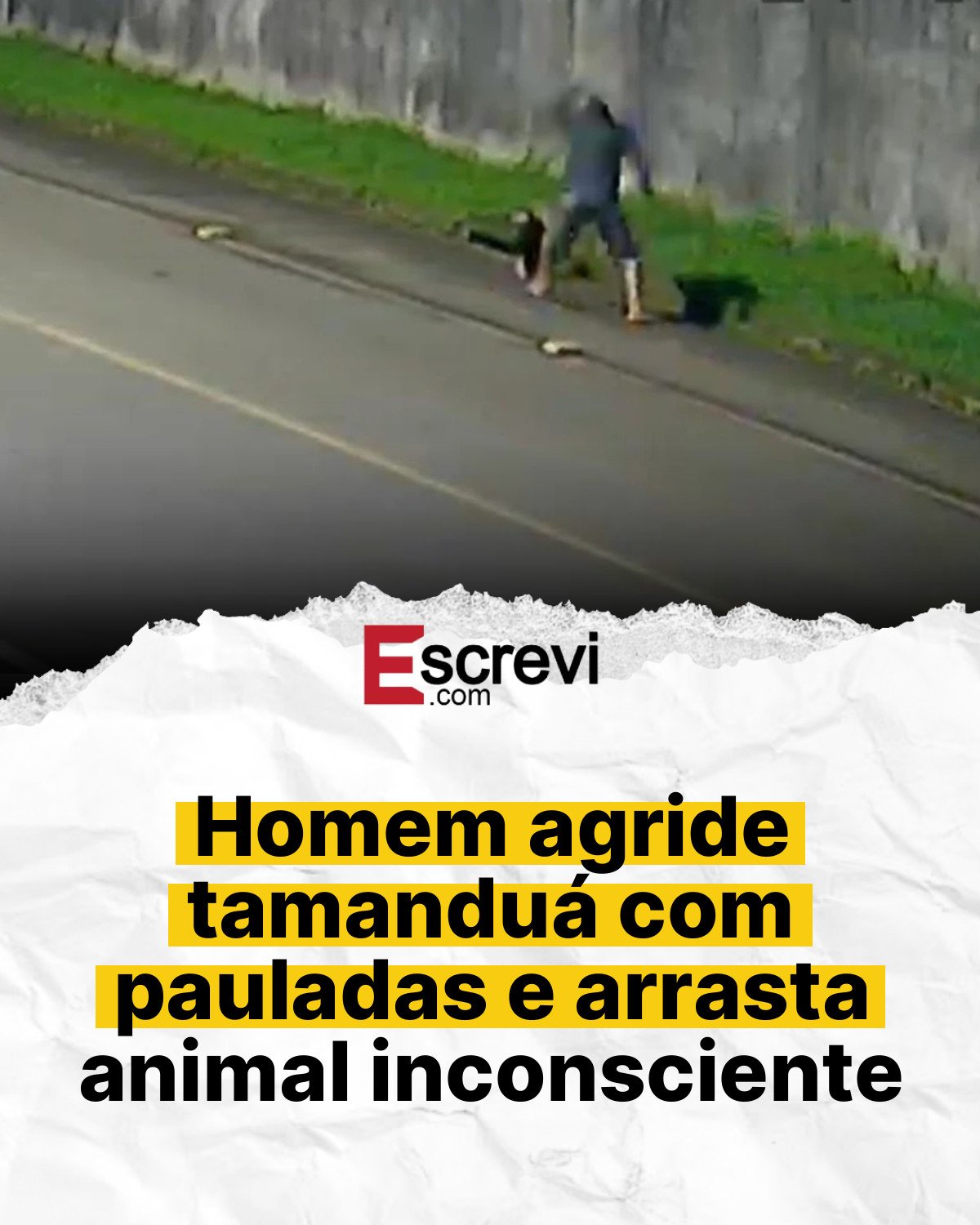 Homem agride tamanduá com pauladas e arrasta animal inconsciente card branco