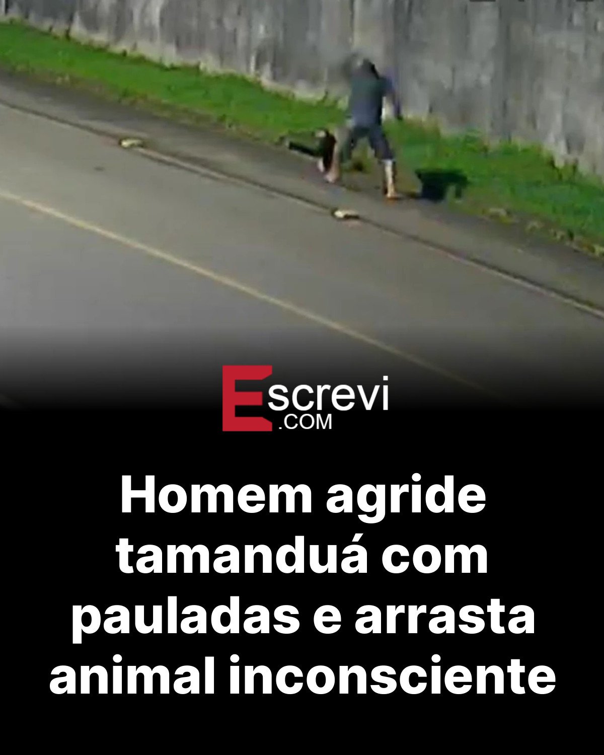 Homem agride tamanduá com pauladas e arrasta animal inconsciente card preto