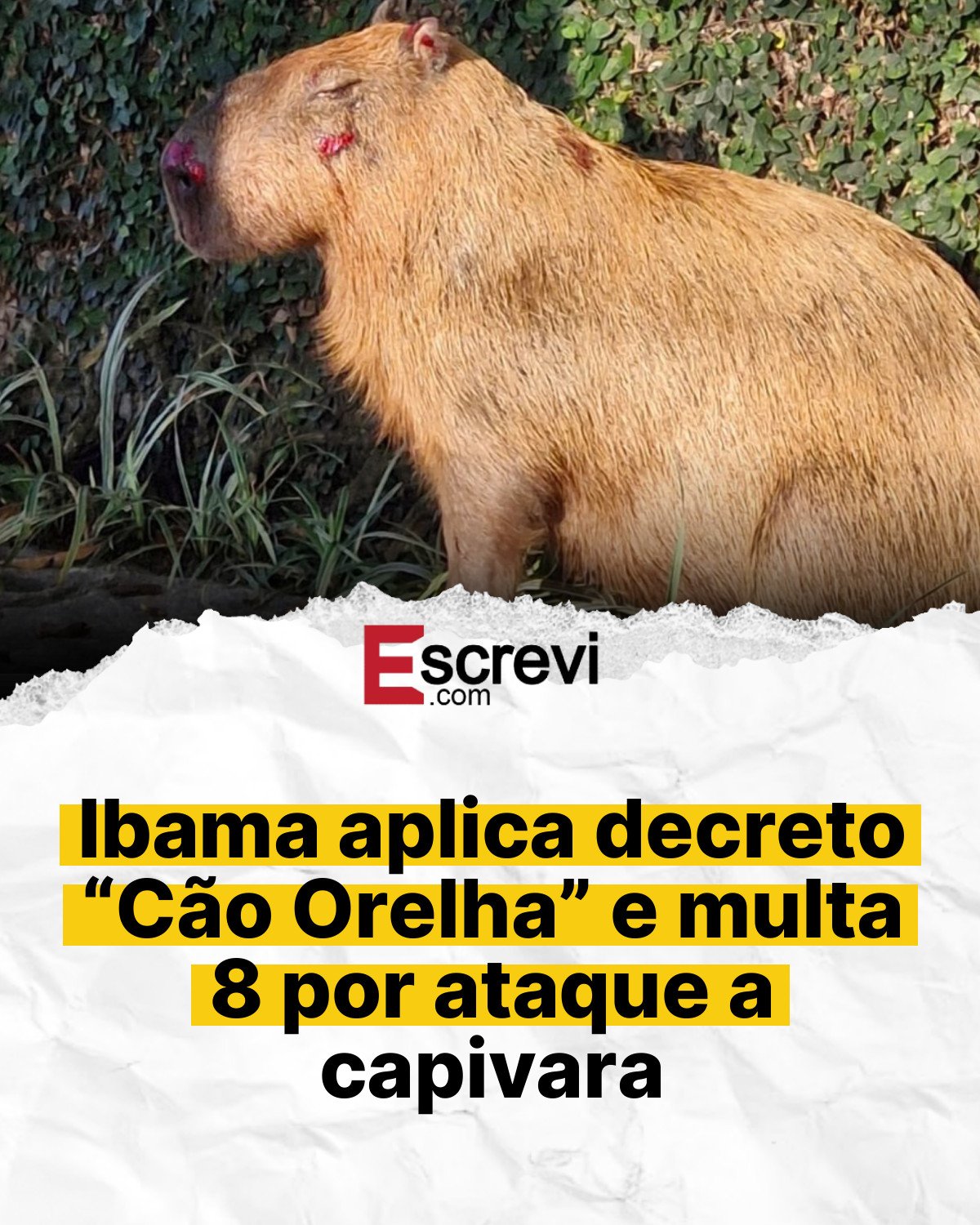 Ibama aplica decreto “Cão Orelha” e multa 8 por ataque a capivara card branco