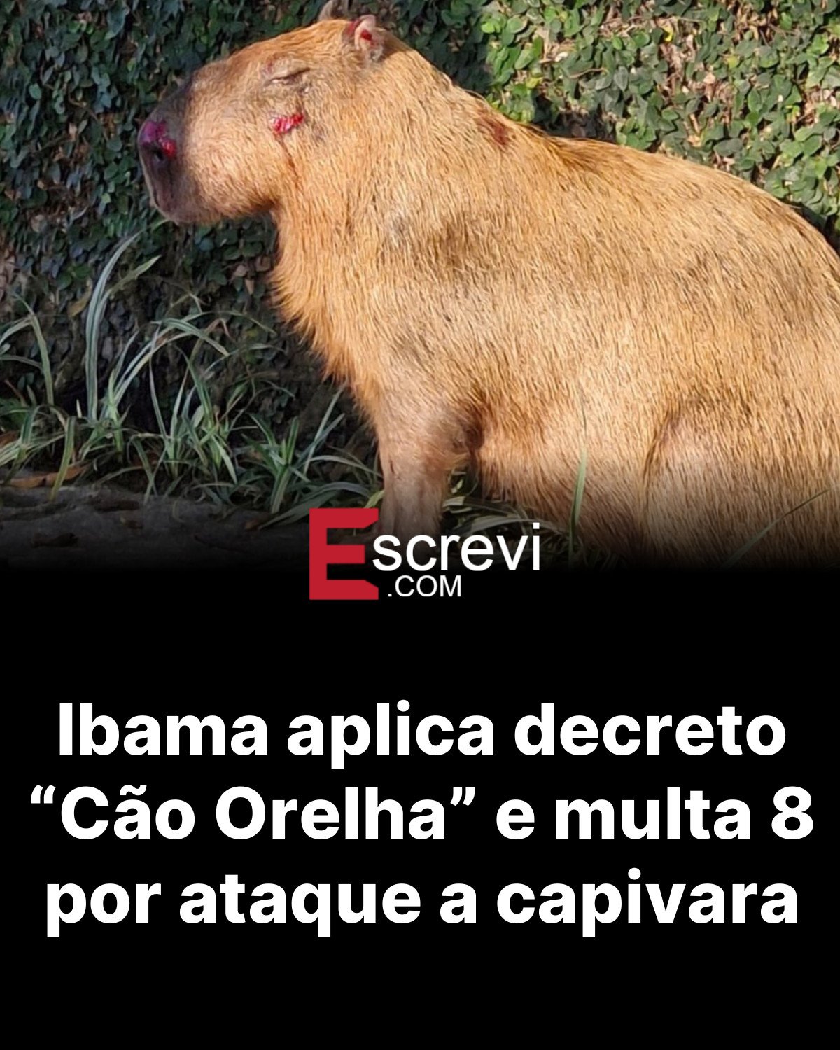 Ibama aplica decreto “Cão Orelha” e multa 8 por ataque a capivara card preto