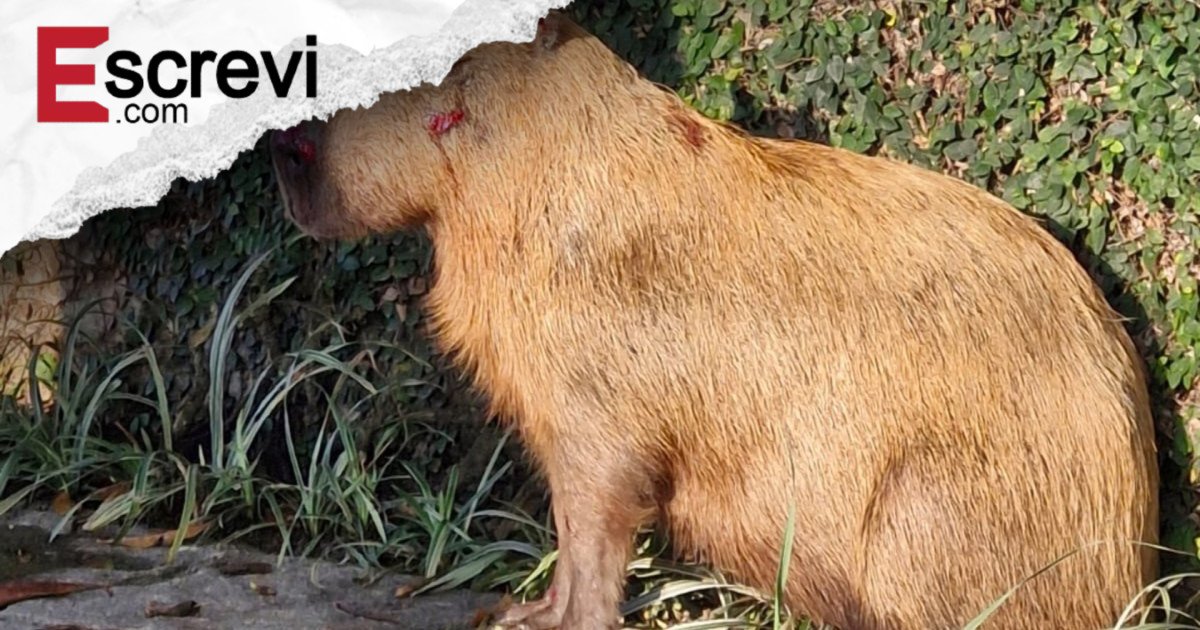 Ibama aplica decreto “Cão Orelha” e multa 8 por ataque a capivara imagem principal