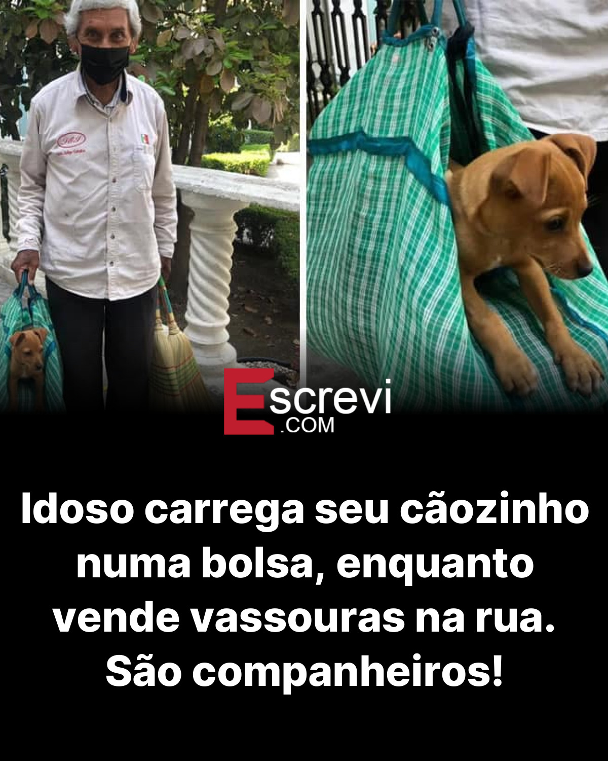 Idoso carrega seu cãozinho numa bolsa, enquanto vende vassouras na rua. São companheiros! card preto