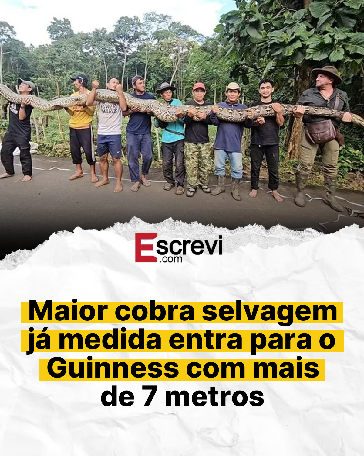 Maior cobra selvagem já medida entra para o Guinness com mais de 7 metros card branco