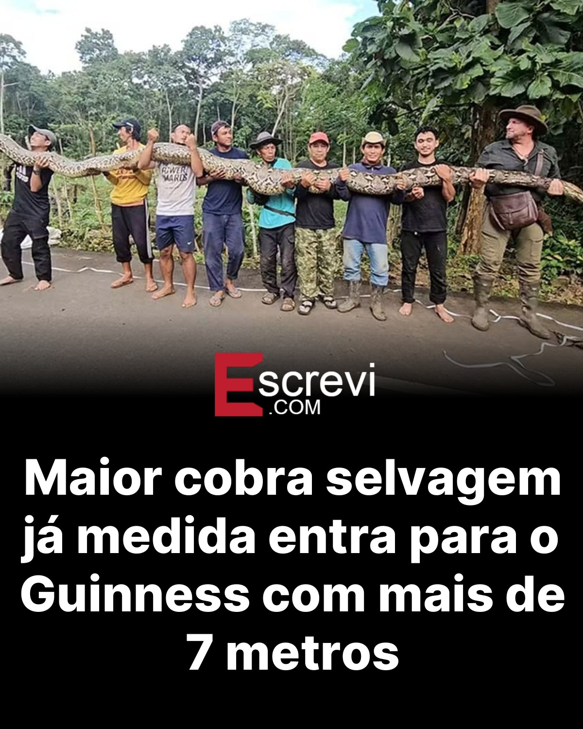Maior cobra selvagem já medida entra para o Guinness com mais de 7 metros card preto