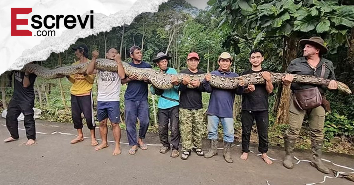 Maior cobra selvagem já medida entra para o Guinness com mais de 7 metros imagem principal