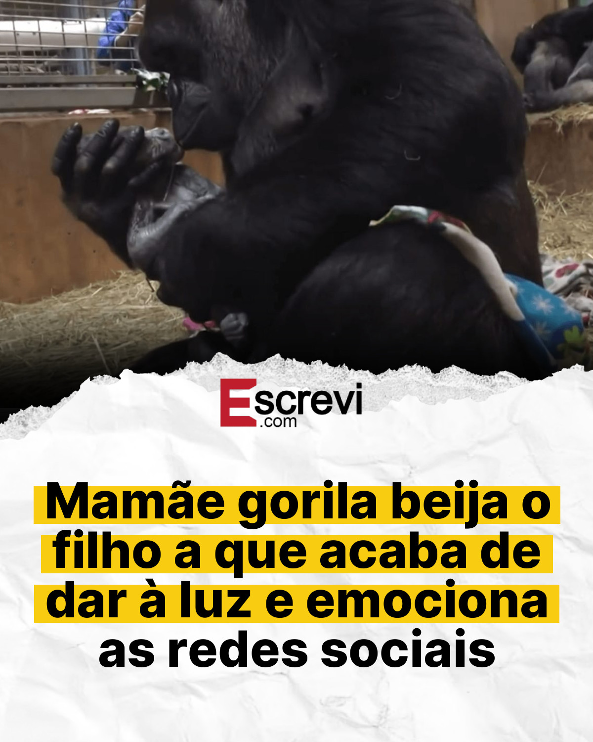 Mamãe gorila beija o filho a que acaba de dar à luz e emociona as redes sociais card branco