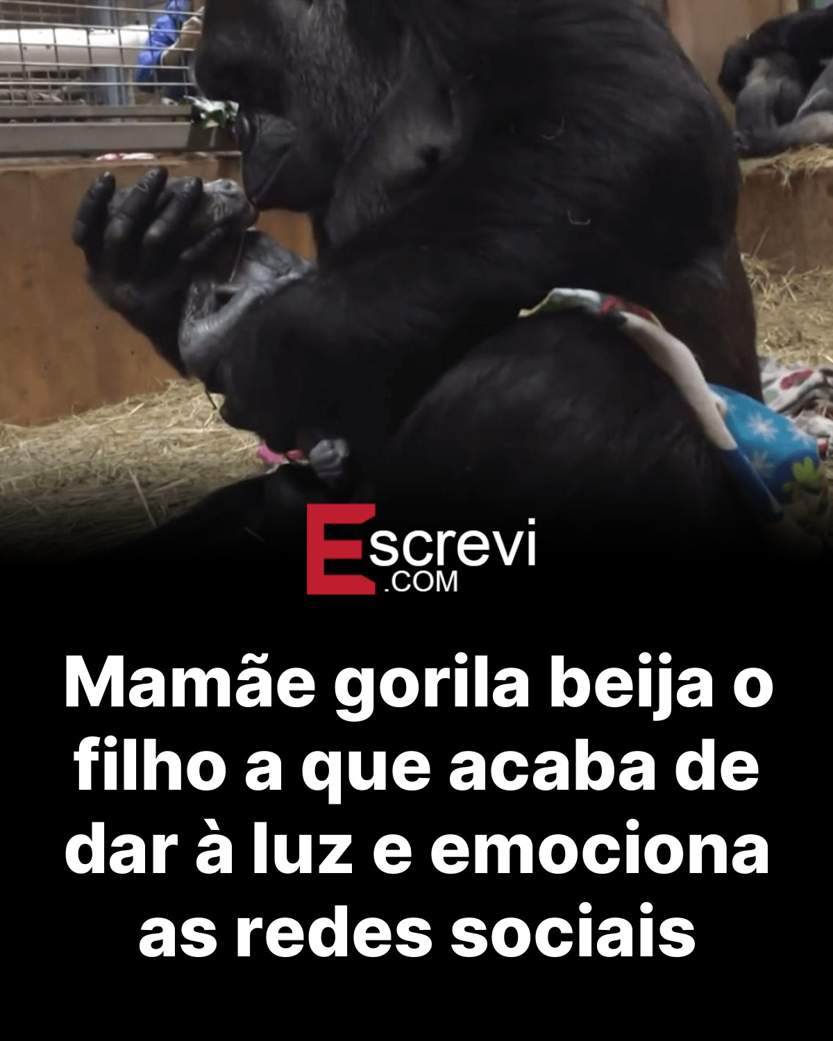 Mamãe gorila beija o filho a que acaba de dar à luz e emociona as redes sociais card preto