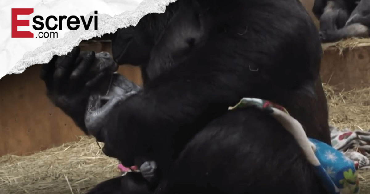 Mamãe gorila beija o filho a que acaba de dar à luz e emociona as redes sociais imagem principal