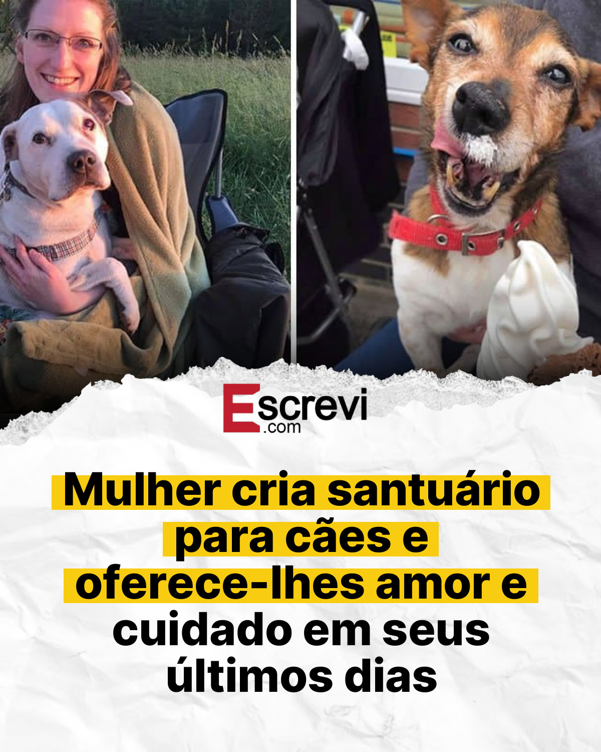 Mulher cria santuário para cães e oferece-lhes amor e cuidado em seus últimos dias card branco