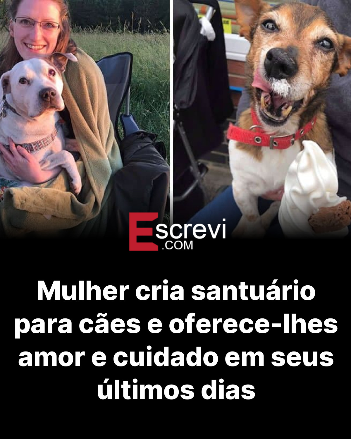 Mulher cria santuário para cães e oferece-lhes amor e cuidado em seus últimos dias card preto