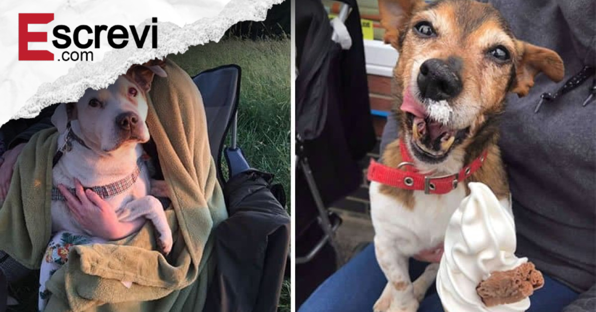 Mulher cria santuário para cães e oferece-lhes amor e cuidado em seus últimos dias imagem principal