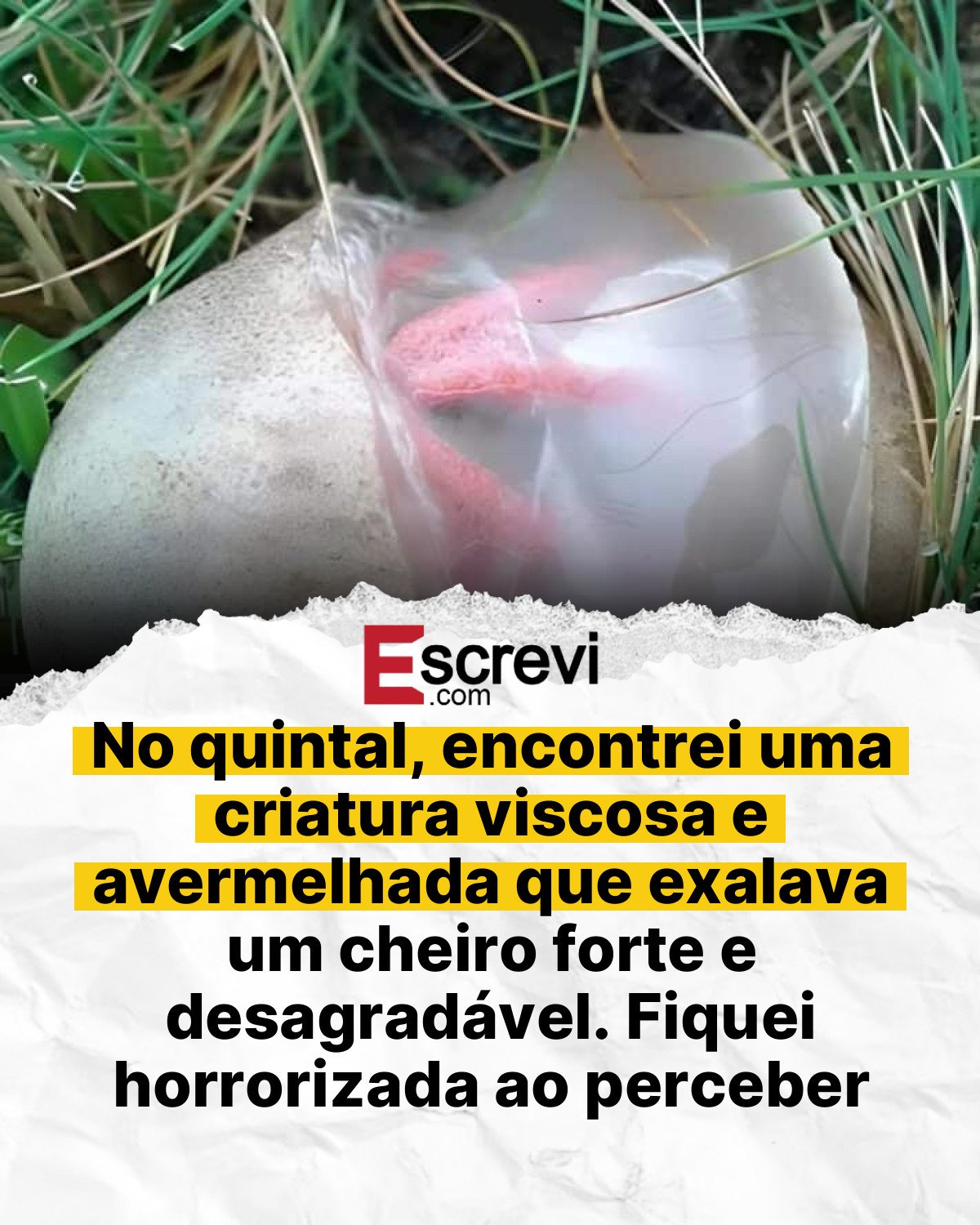 No quintal, encontrei uma criatura viscosa e avermelhada que exalava um cheiro forte e desagradável. Fiquei horrorizada ao perceber do que se tratava card branco