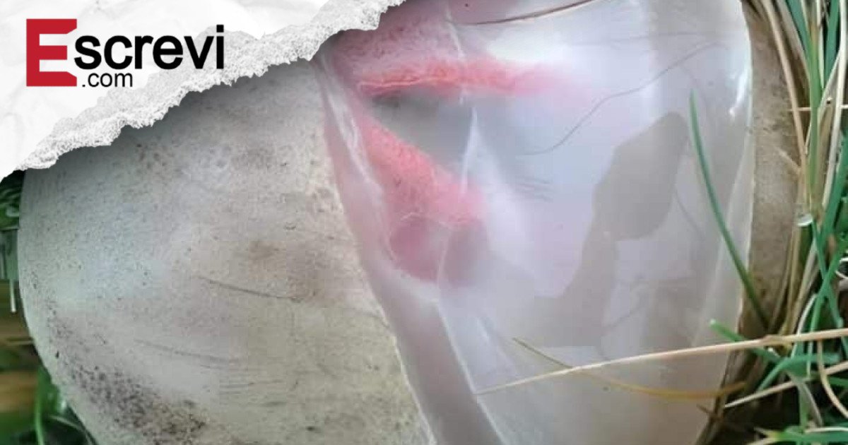 No quintal, encontrei uma criatura viscosa e avermelhada que exalava um cheiro forte e desagradável. Fiquei horrorizada ao perceber do que se tratava imagem principal