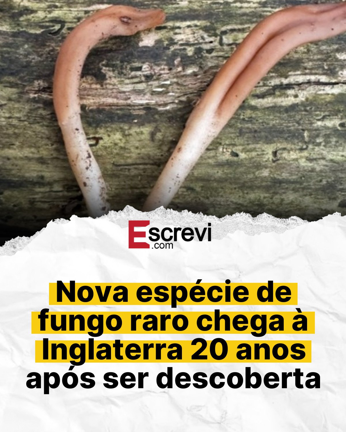 Nova espécie de fungo raro chega à Inglaterra 20 anos após ser descoberta card branco