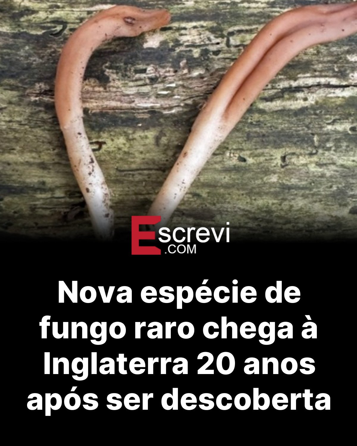 Nova espécie de fungo raro chega à Inglaterra 20 anos após ser descoberta card preto