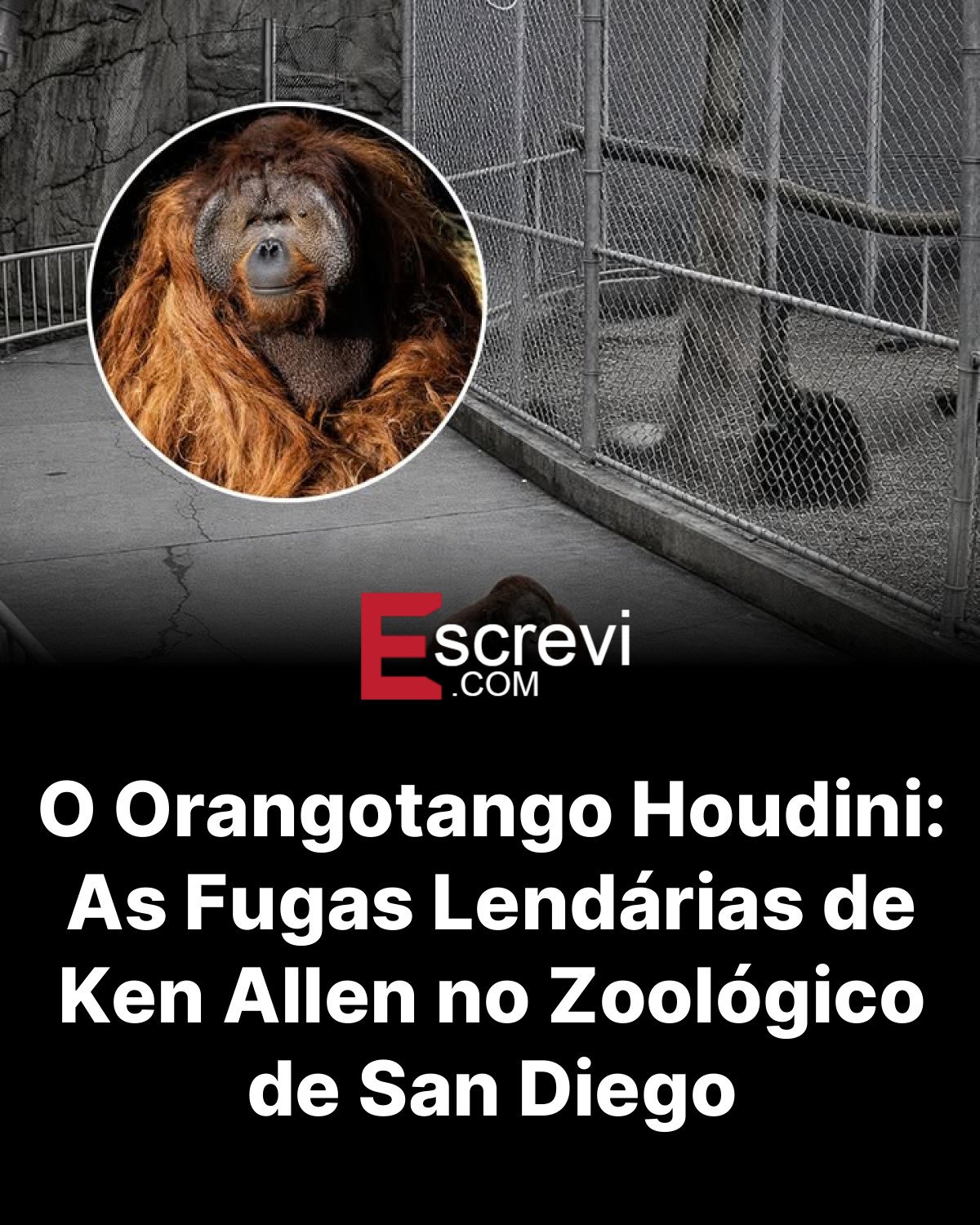 O Orangotango Houdini: As Fugas Lendárias de Ken Allen no Zoológico de San Diego card preto