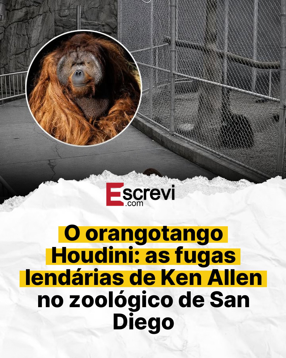 O orangotango Houdini: as fugas lendárias de Ken Allen no zoológico de San Diego card branco