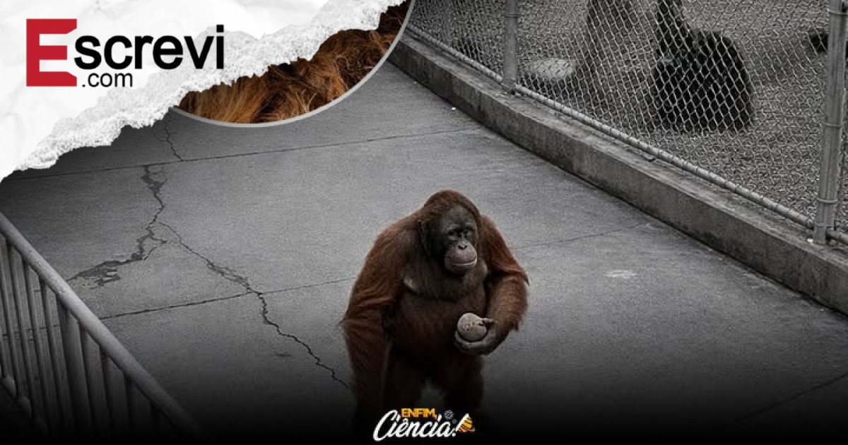 O orangotango Houdini: as fugas lendárias de Ken Allen no zoológico de San Diego imagem principal