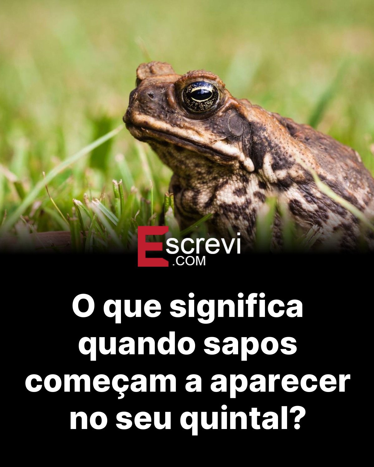 O que significa quando sapos começam a aparecer no seu quintal? card preto