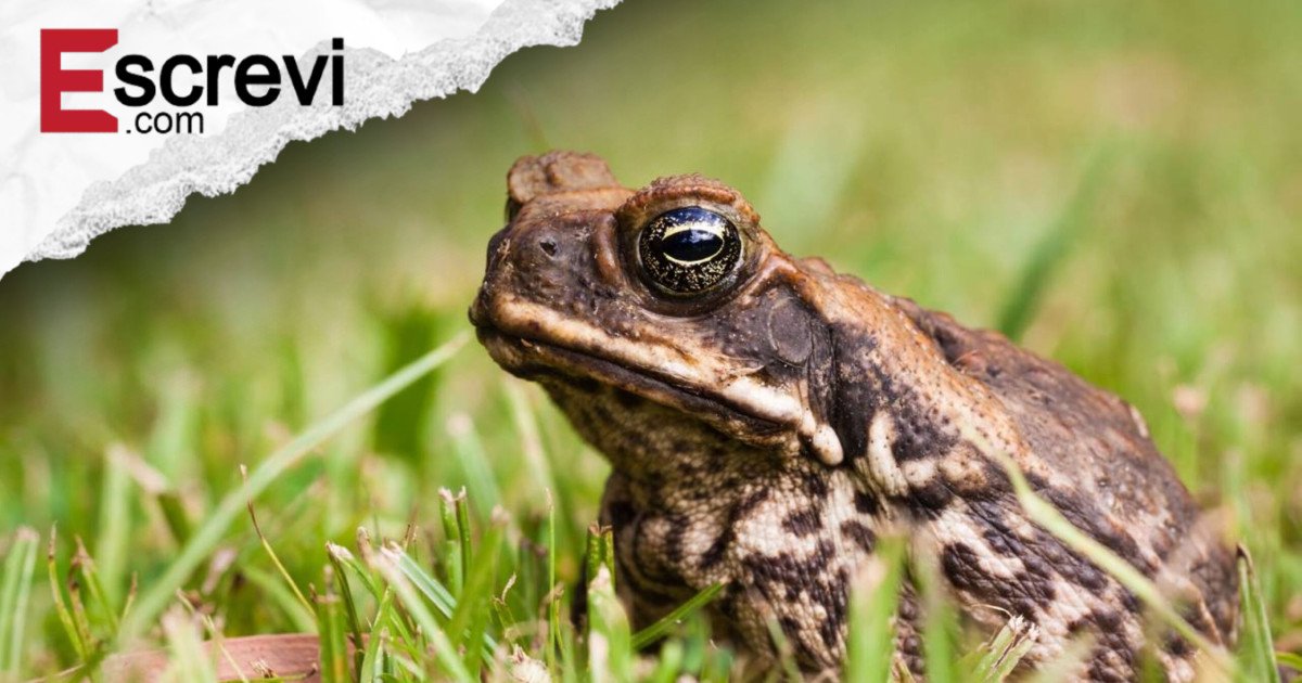 O que significa quando sapos começam a aparecer no seu quintal? imagem principal