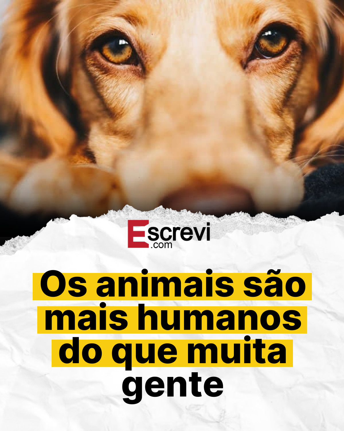 Os animais são mais humanos do que muita gente card branco