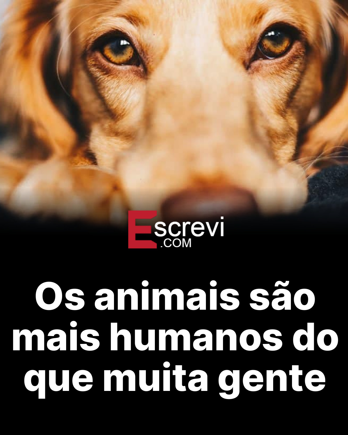 Os animais são mais humanos do que muita gente card preto