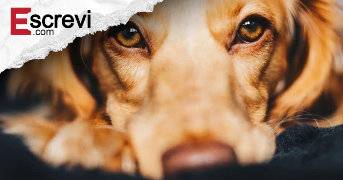 Os animais são mais humanos do que muita gente imagem principal