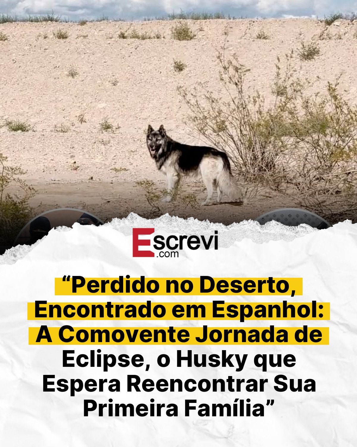 “Perdido no Deserto, Encontrado em Espanhol: A Comovente Jornada de Eclipse, o Husky que Espera Reencontrar Sua Primeira Família” card branco