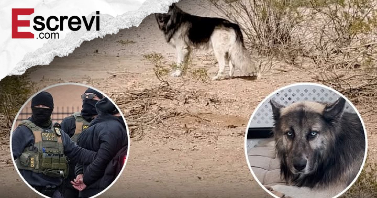 “Perdido no Deserto, Encontrado em Espanhol: A Comovente Jornada de Eclipse, o Husky que Espera Reencontrar Sua Primeira Família” imagem principal