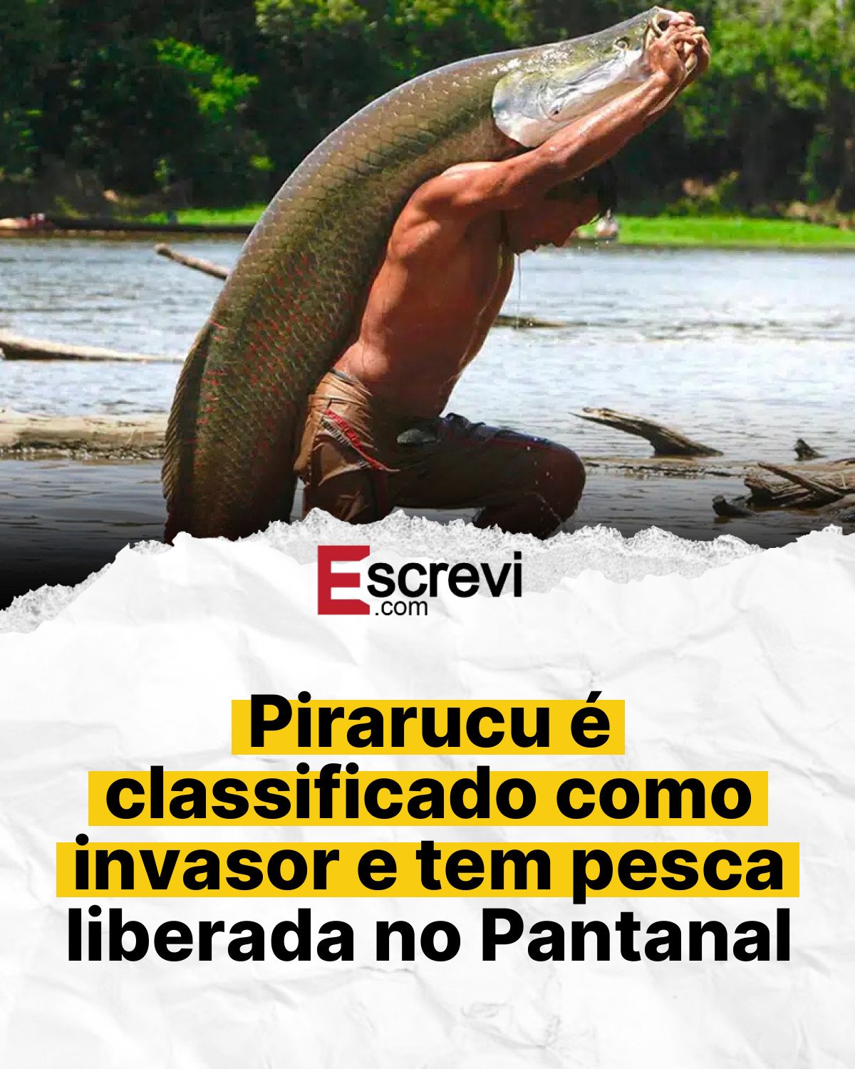 Pirarucu é classificado como invasor e tem pesca liberada no Pantanal card branco