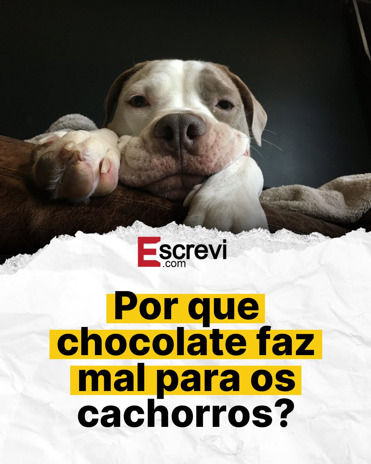 Por que chocolate faz mal para os cachorros? card branco