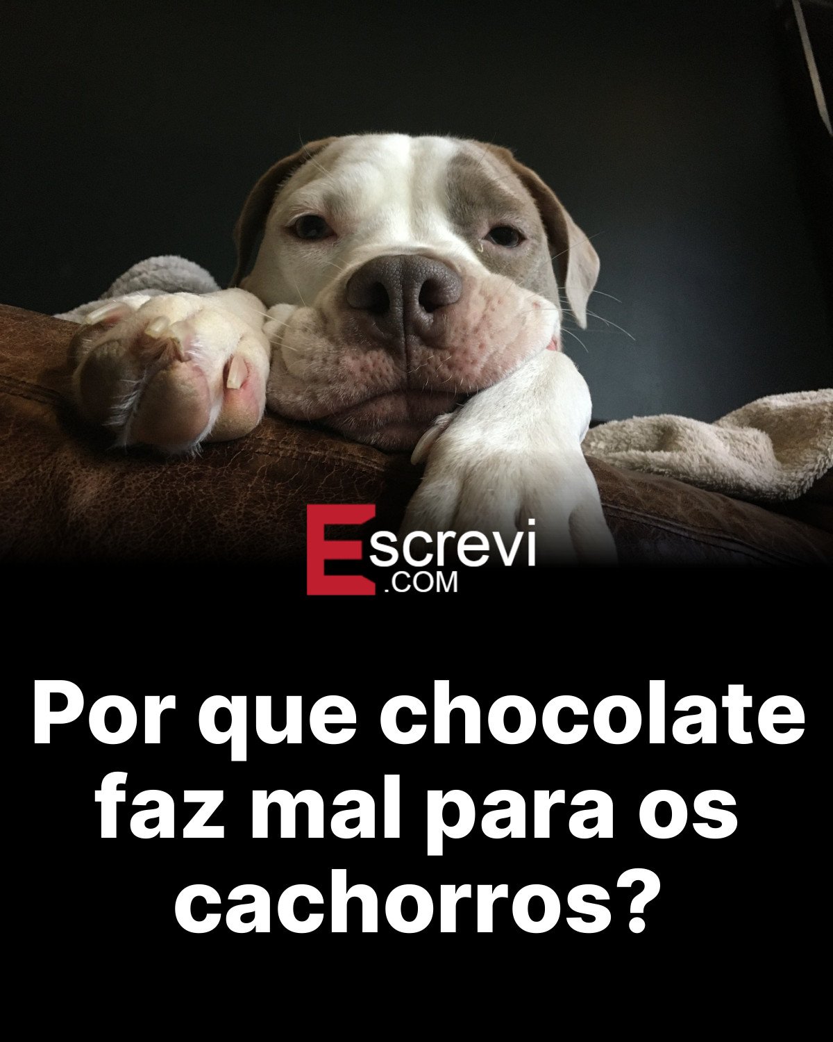 Por que chocolate faz mal para os cachorros? card preto