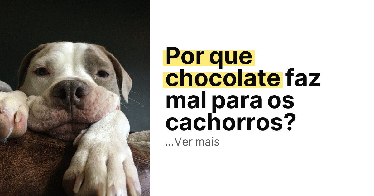 Por que chocolate faz mal para os cachorros? imagem principal