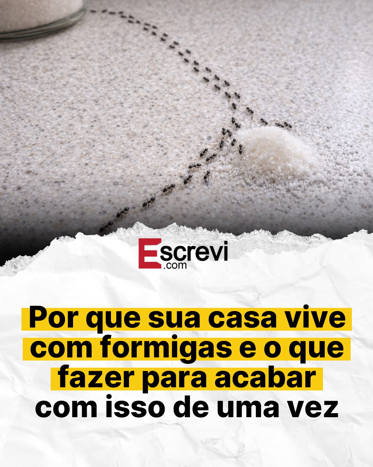 Por que sua casa vive com formigas e o que fazer para acabar com isso de uma vez card branco