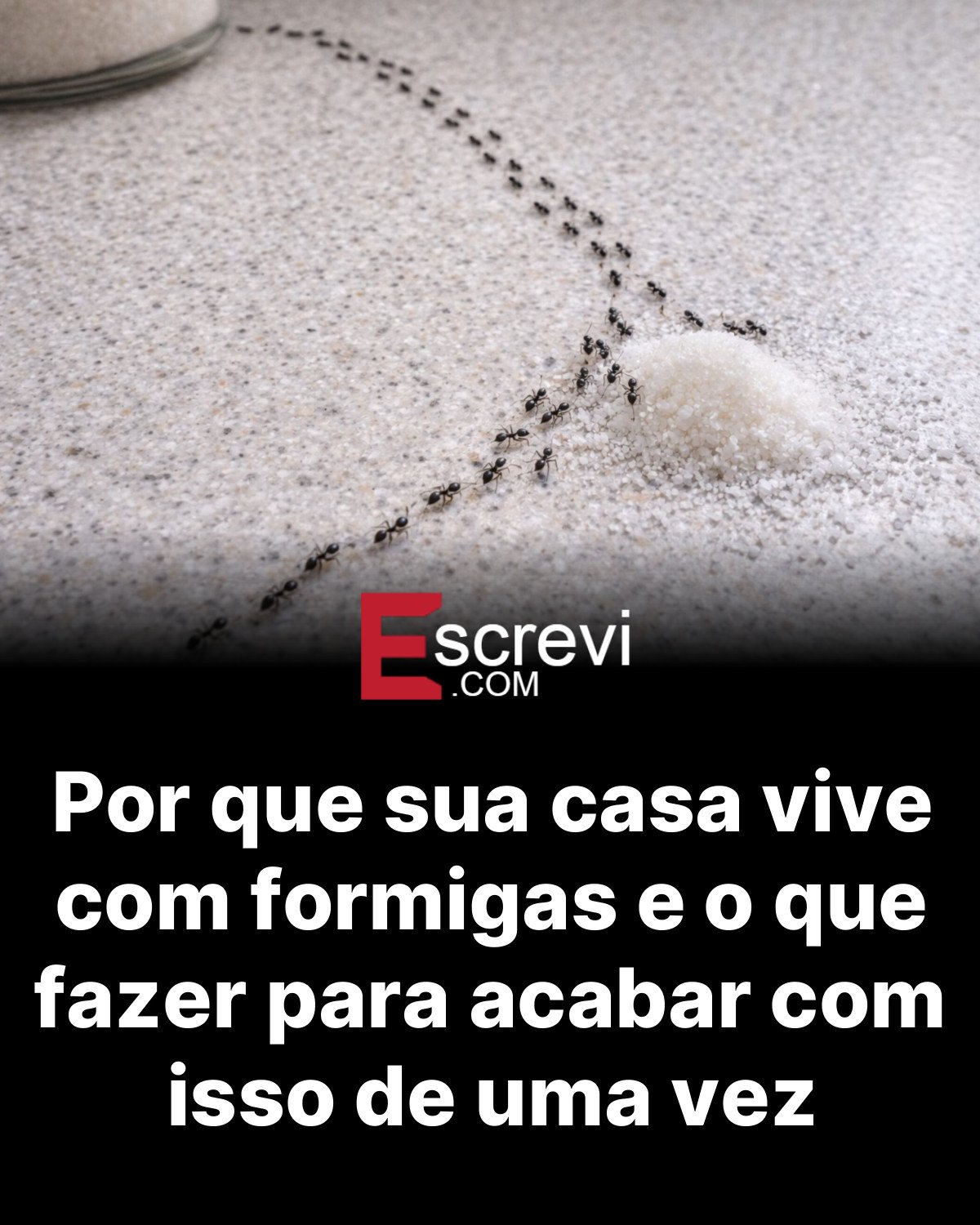 Por que sua casa vive com formigas e o que fazer para acabar com isso de uma vez card preto