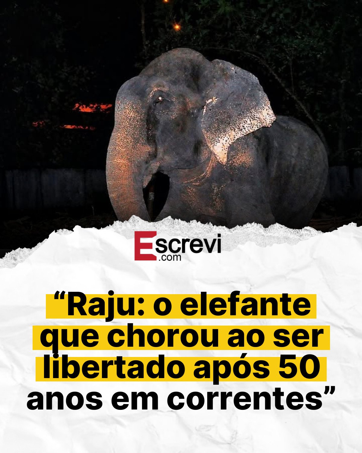 “Raju: o elefante que chorou ao ser libertado após 50 anos em correntes” card branco