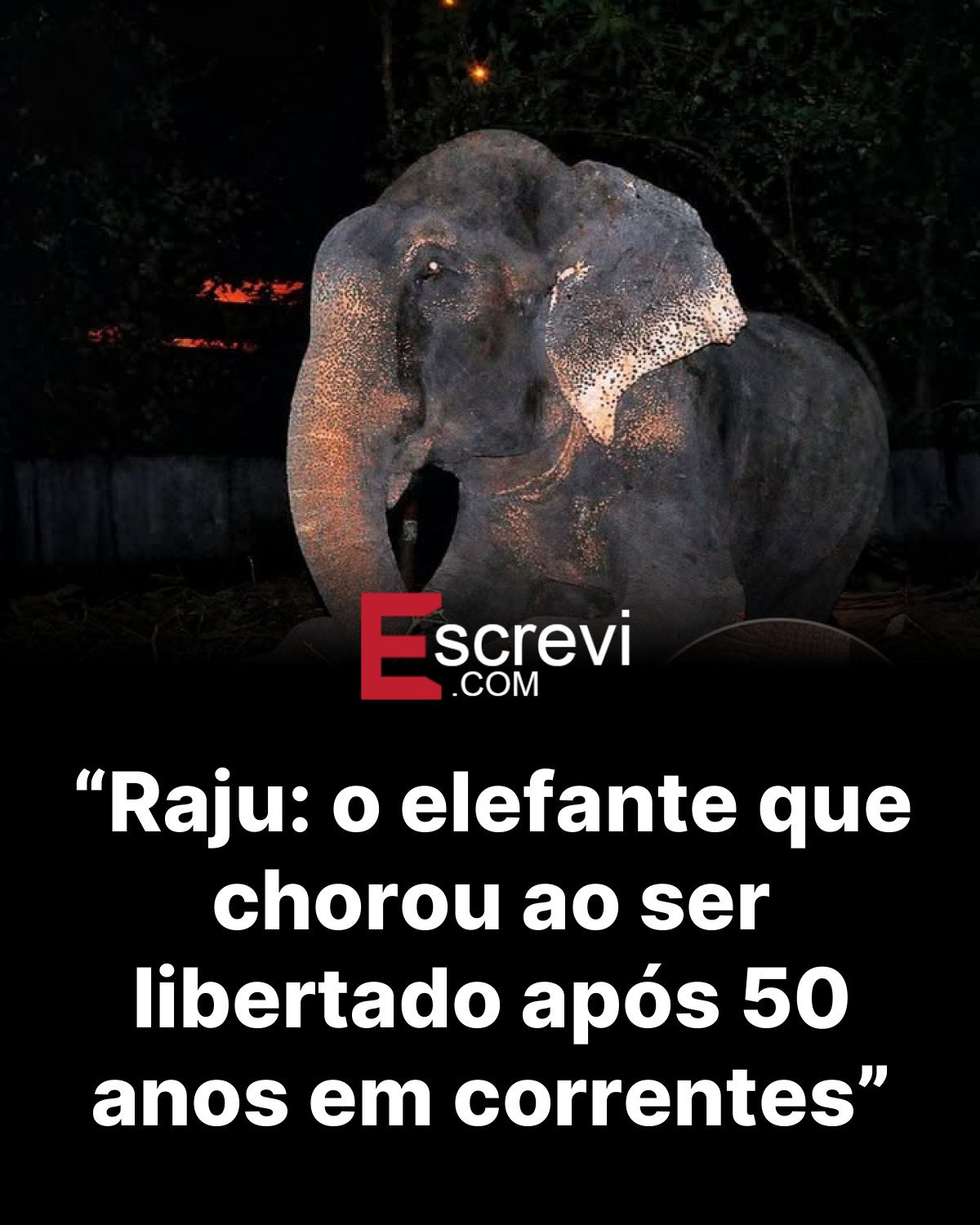 “Raju: o elefante que chorou ao ser libertado após 50 anos em correntes” card preto