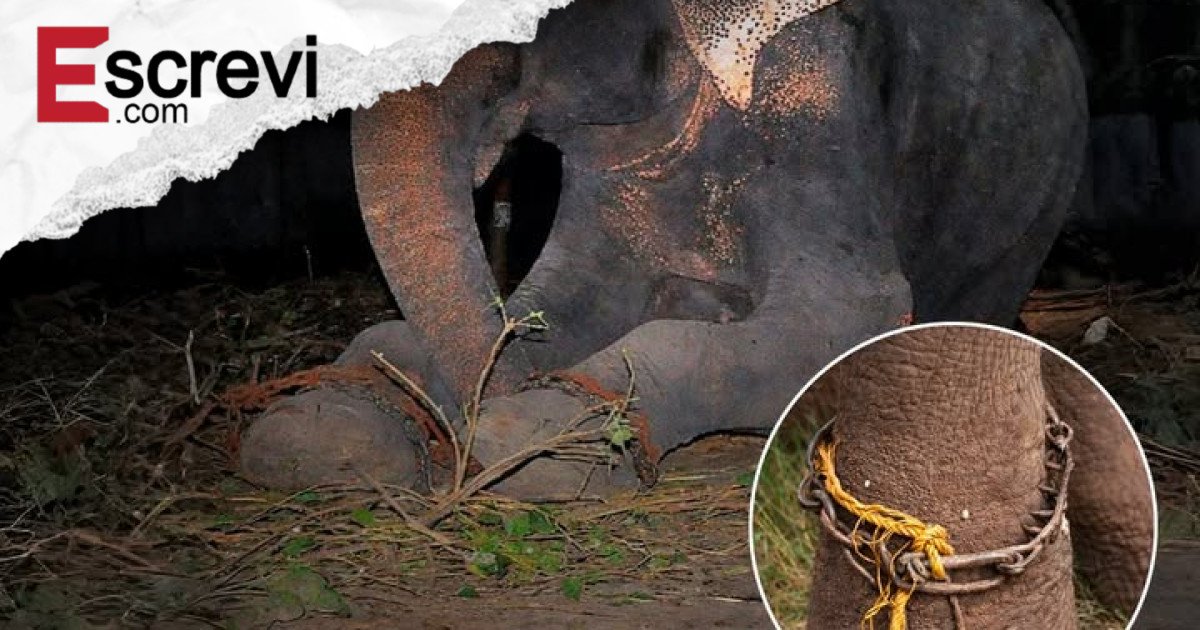 “Raju: o elefante que chorou ao ser libertado após 50 anos em correntes” imagem principal